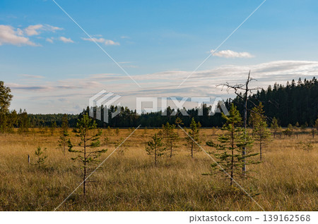 Bogs with trees in autumn in Siikaneva, Ruovesi, Finland 139162568