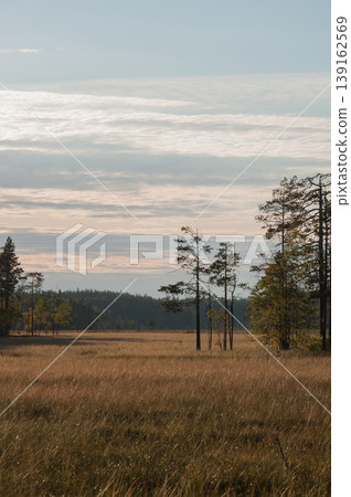 Bogs with trees in autumn in Siikaneva, Orivesi, Finland 139162569