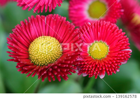 Vibrant red and yellow flowers bloom in a garden, showcasing natural beauty and fresh growth under soft light Vibrant red and yellow flowers bloom in a garden, showcasing natural beauty and fresh growth under soft light 139162578