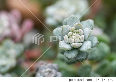 Close-up of a Beautiful Succulent Plant in Soft Focus with Delicate Pastel Hues and Natural Light Close-up of a Beautiful Succulent Plant in Soft Focus with Delicate Pastel Hues and Natural Light 139162579