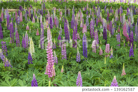 Lupine's group Lupine's group 139162587