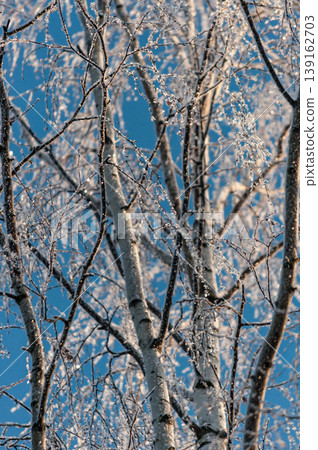 Birch trees with frosty branches against a blue winter sky in Finland Birch trees with frosty branches against a blue winter sky in Finland 139162703