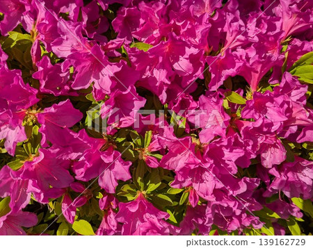 Vibrant azaleas [Flower material] 139162729
