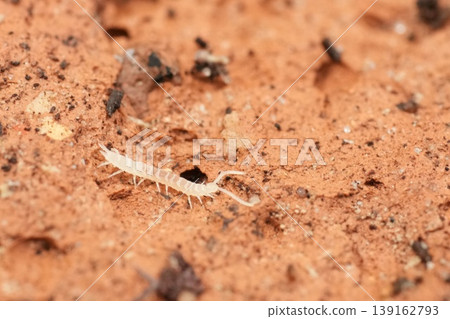 Close-up of a Small White Millipede or Centipede-like Arthropod on Textured Red-Brown Soil or Brick Surface Close-up of a Small White Millipede or Centipede-like Arthropod on Textured Red-Brown Soil or Brick Surface 139162793