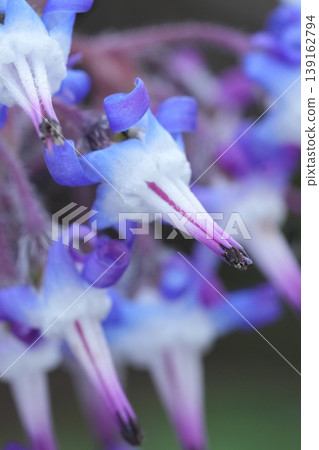 Closeup on the blue flower of the Early-flowering borage, Trachystemon orientalis also commonly known as Abraham-Isaac-Jacob Closeup on the blue flower of the Early-flowering borage, Trachystemon orientalis also commonly known as Abraham-Isaac-Jacob 139162794