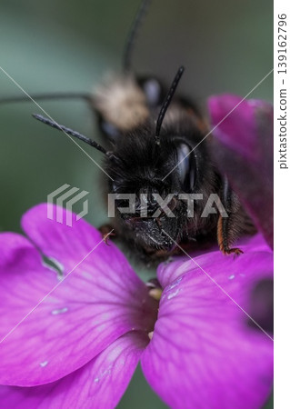 Closeup on a copulation male and female European horned orchard mason bee, Osmia cornuta on a purple flower in the garden Closeup on a copulation male and female European horned orchard mason bee, Osmia cornuta on a purple flower in the garden 139162796