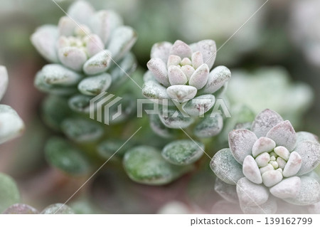 Close-Up View of Pale Green and Lavender Succulent Plants with Soft Focus Background, Natural Light Close-Up View of Pale Green and Lavender Succulent Plants with Soft Focus Background, Natural Light 139162799