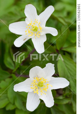 Vertical closeup on two bright white srpingtime flower of the windflower, European thimbleweed or smell fox, Anemone nemorosa Vertical closeup on two bright white srpingtime flower of the windflower, European thimbleweed or smell fox, Anemone nemorosa 139162801