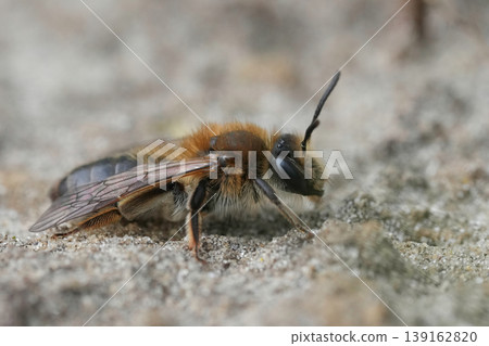 Closeup on a female mellow miner mining bee, Andrena mitis sitting on the ground Closeup on a female mellow miner mining bee, Andrena mitis sitting on the ground 139162820