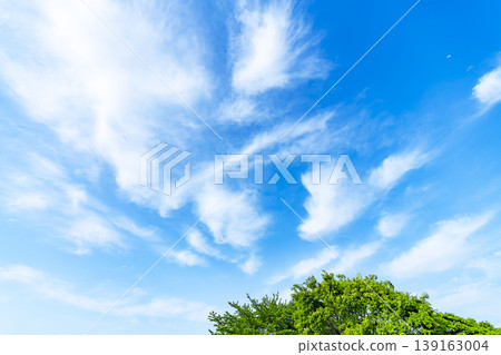 Springtime blue sky, clouds, and fresh green leaves 139163004