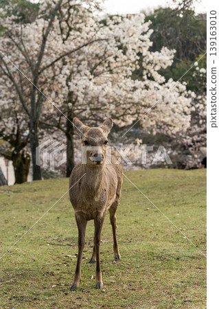 Deer in Nara Park 139163010