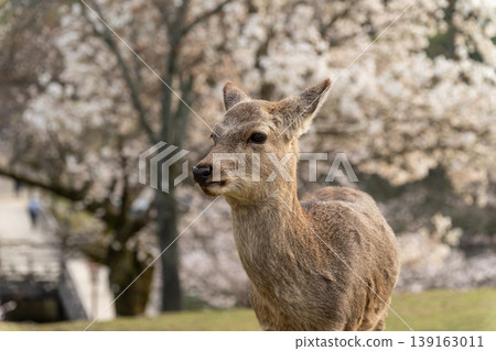 Deer in Nara Park 139163011