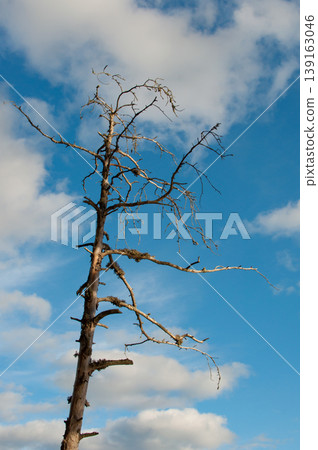 A dead, grey tree against the blue sky and clouds 139163046