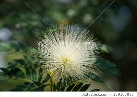 Albizia julibrissin Flower Bloom Silk Tree Mimosa Tree Albizia julibrissin Flower Bloom Silk Tree Mimosa Tree 139163055