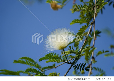 White Powderpuff Blooming Against a Blue Sky White Powderpuff Blooming Against a Blue Sky 139163057