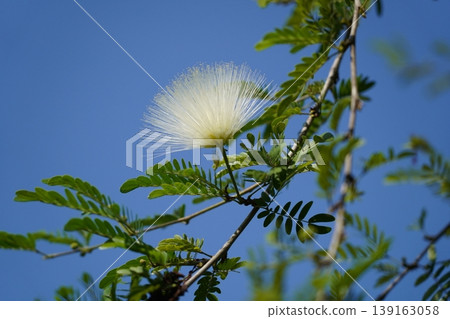 Delicate Powderpuff Bloom Against Blue Sky Delicate Powderpuff Bloom Against Blue Sky 139163058