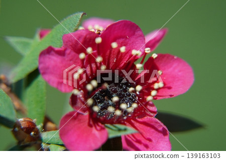 Crimson Tea Tree Flower Macro 139163103