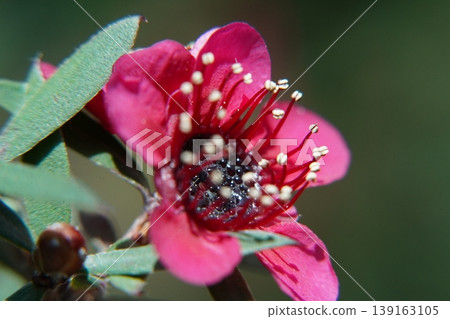Macro of a Pink Kunzea ambigua Flower in Bloom 139163105