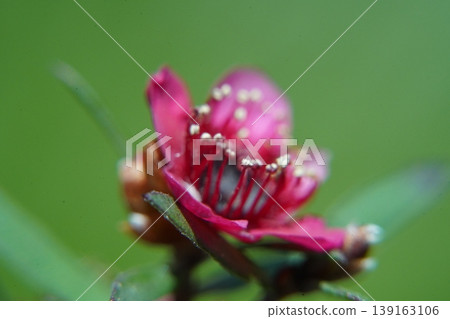 Beautiful Leptospermum Scoparium Flower Close Up Macro Shot Beautiful Leptospermum Scoparium Flower Close Up Macro Shot 139163106
