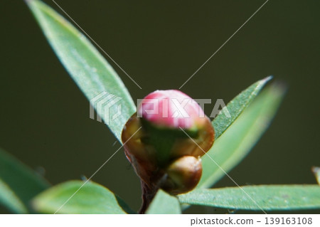 Melaleuca Budding Flower Macro View Close Up 139163108