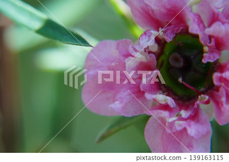 Pink Geraldton Wax Flower Close Up Pink Geraldton Wax Flower Close Up 139163115