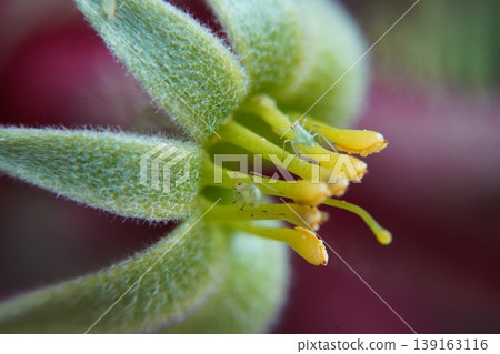Close up of a Flower with Aphids 139163116