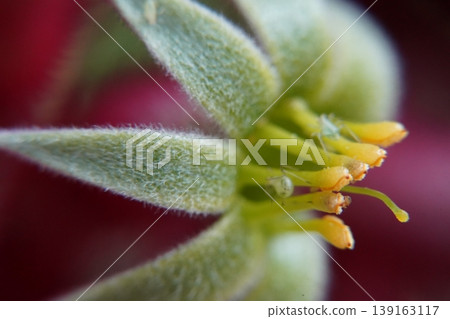 Macro Shot of a Flower with Pollen and Tiny Insects Macro Shot of a Flower with Pollen and Tiny Insects 139163117