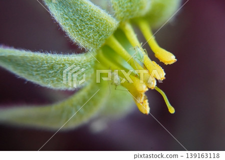 Macro View of a Flower with Aphids Macro View of a Flower with Aphids 139163118