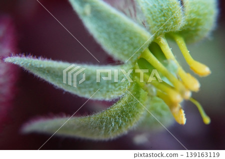 Close up of flower with green and yellow parts 139163119