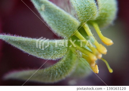 Close up of a kangaroo paw flower Close up of a kangaroo paw flower 139163120