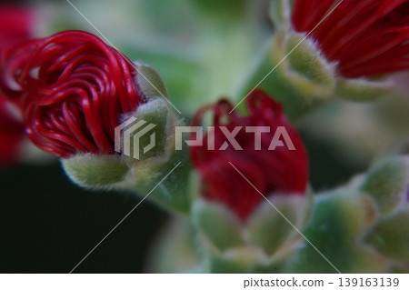 Callistemon flower buds macro nature photography 139163139