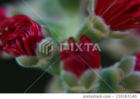 Calliandra Haematocephala Red Tassel Flower Close Up Calliandra Haematocephala Red Tassel Flower Close Up 139163140