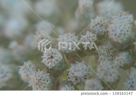 Ozothamnus costatifructus Flowers Close Up Ozothamnus costatifructus Flowers Close Up 139163147