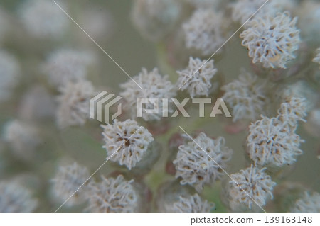 Ozothamnus costatifructus Flowers Close Up Photography 139163148
