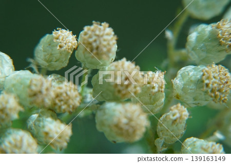 Close Up of Artemisia Annua Seeds and Flowers 139163149