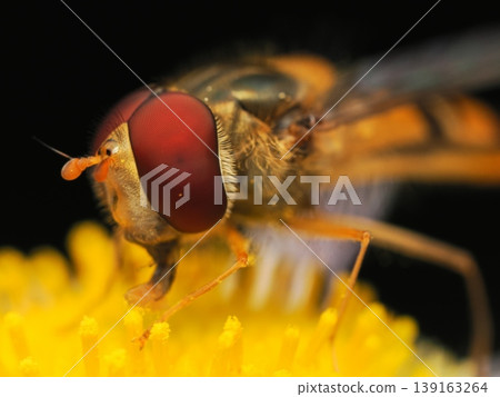 Close-up of a hoverfly covered in pollen. Close-up of a hoverfly covered in pollen. 139163264