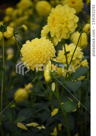 A bright yellow dahlia shines in Chichibu; its geometrically shaped petals beautifully overlap, creating a vibrant pom-pom bloom. A bright yellow dahlia shines in Chichibu; its geometrically shaped petals beautifully overlap, creating a vibrant pom-pom bloom. 139163292