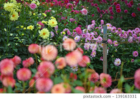 Colorful flowers bloom in Chichibu: A wide variety of dahlias compete to bloom in the autumn at the Ryogami Mountain foothills dahlia garden. Colorful flowers bloom in Chichibu: A wide variety of dahlias compete to bloom in the autumn at the Ryogami Mountain foothills dahlia garden. 139163331