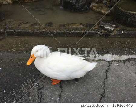 Ducks playing in the water 139163449