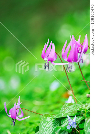 A cluster of dogtooth violets against a backdrop of fresh greenery. 139163476