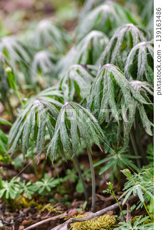 野花:*Syneilesis palmata* 的萌芽,春天的氣息。 野花:*Syneilesis palmata* 的萌芽,春天的氣息。 139163486