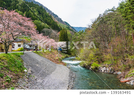 The scenery of cherry blossoms in full bloom and a clear stream along the road to Tokumoto Pass. The scenery of cherry blossoms in full bloom and a clear stream along the road to Tokumoto Pass. 139163491