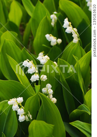 Suzuran Suzuran 139163610