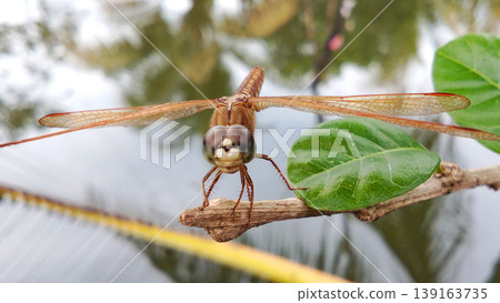 Orange Dragonfly Perched on a Branch with Water in the Background 139163735