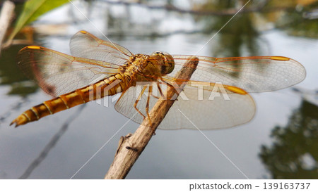 Orange Dragonfly Perched on a Branch with Water in the Background 139163737