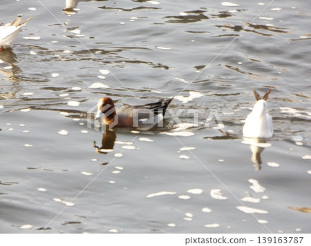 Black-headed gulls and Eurasian wigeons have arrived at the mouth of the Hanamigawa River, where they will soon begin their northward migration. Black-headed gulls and Eurasian wigeons have arrived at the mouth of the Hanamigawa River, where they will soon begin their northward migration. 139163787