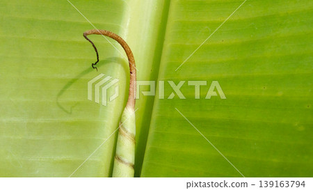 Young Banana Shoots on Green Leaves with Textured Details Young Banana Shoots on Green Leaves with Textured Details 139163794