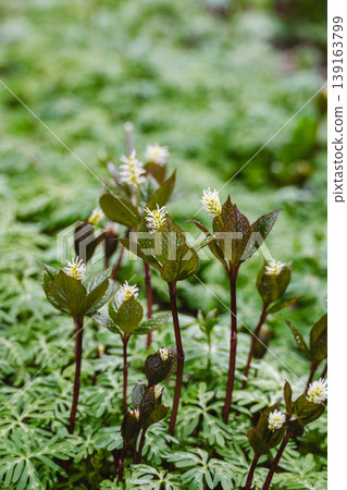 Spring wildflowers: *Chloranthus japonicus* Spring wildflowers: *Chloranthus japonicus* 139163799