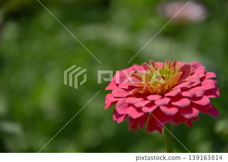 Flower of Hinaki Flower of Hinaki 139163814