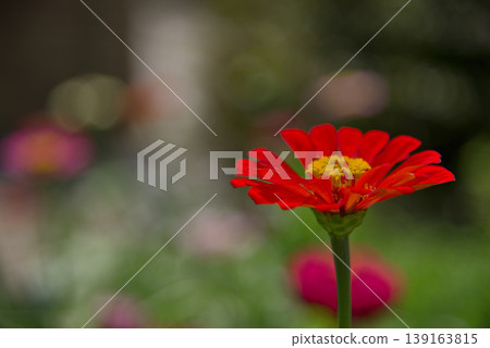 Flower of Hinaki Flower of Hinaki 139163815